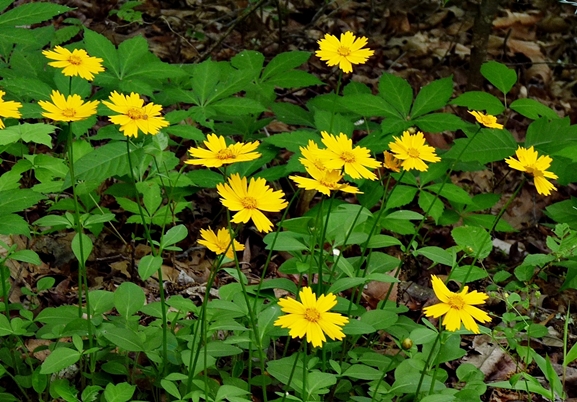 {Coreopsis auriculata}
